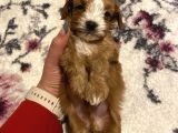 Bebek Cavapoo