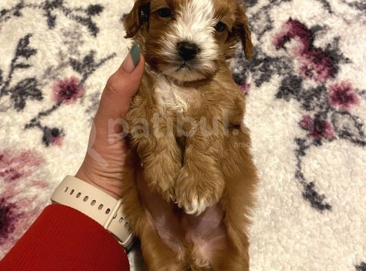 Bebek Cavapoo görsel