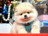 Orji̇nal Pomerani̇an Boo Bebekleri̇mi̇z Gelmi̇şti̇r