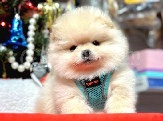 Orji̇nal Pomerani̇an Boo Bebekleri̇mi̇z Gelmi̇şti̇r