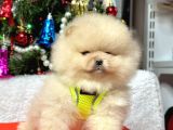 Ayıcık Surat Boo Pomeranian Yavrular