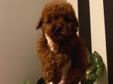 Çocuklarınıza En İyi Arkadaş Poodle Bebekler