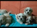 Morkie Cinsi Yavrular 