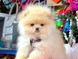 Süper Kali̇tede Pomerani̇an Boo Bebekleri̇mi̇z