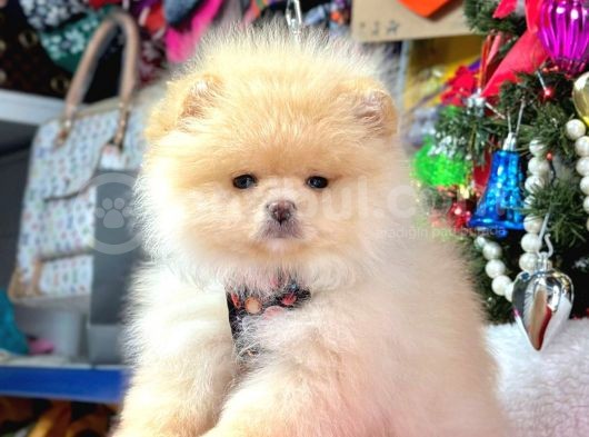 Süper Kali̇tede Pomerani̇an Boo Bebekleri̇mi̇z görsel