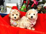 Orji̇nal Malti̇poo Bebekleri̇mi̇z Gelmi̇şti̇r