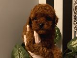 Çocuklarınıza Arkadaş Poodle Bebişlerimiz