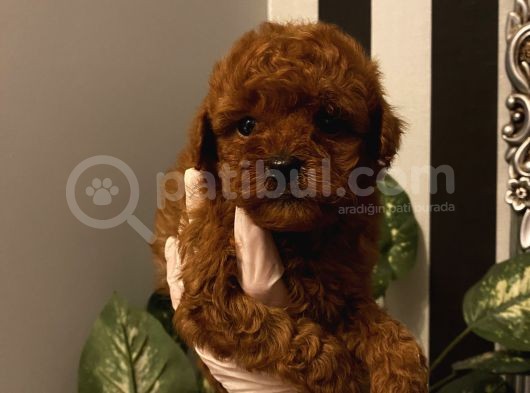 Çocuklarınıza Arkadaş Poodle Bebişlerimiz görsel