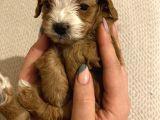 Bebek Cavapoo