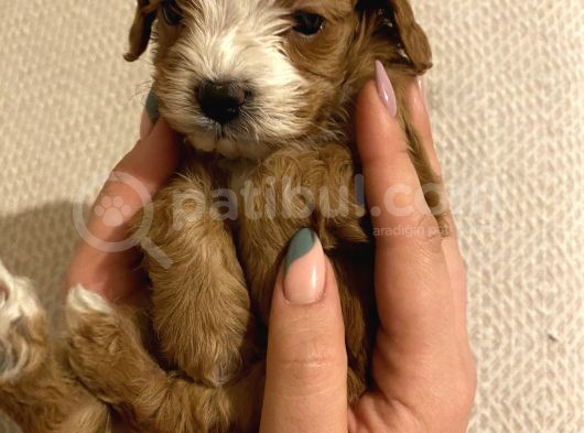 Bebek Cavapoo görsel