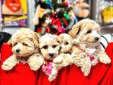 Orji̇nal Malti̇poo Bebekleri̇mi̇z Gelmi̇şti̇r