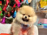 Süper Pomerani̇an Boo Bebeği̇mi̇z