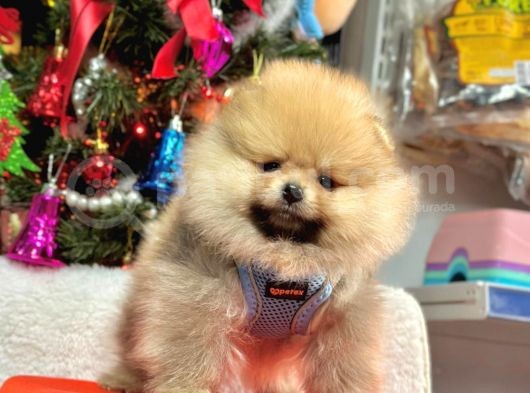 Süper Pomerani̇an Boo Bebeği̇mi̇z görsel