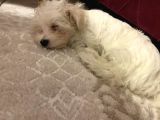 2,5 Aylık Maltese Terrier