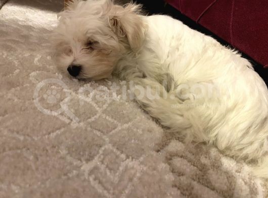 2,5 Aylık Maltese Terrier görsel