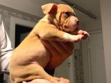 A Kalite Egzotik Pocket Bully Yavrular