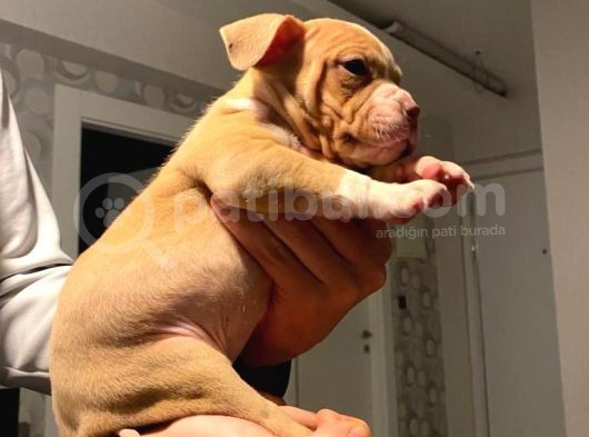 A Kalite Egzotik Pocket Bully Yavrular görsel