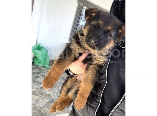 Anne Altından Düşük Bel Yavrularımız görsel