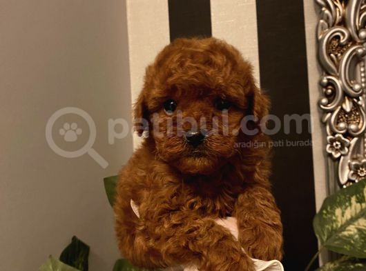 Çocuklarınıza Arkadaş Poodle Bebişlerimiz görsel