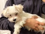 2,5 Aylık Maltese Terrier