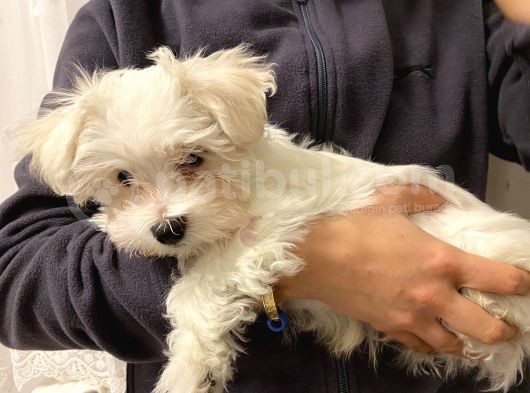 2,5 Aylık Maltese Terrier görsel