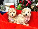 Dizayn Irk Sevimli Maltipoo Yavrular