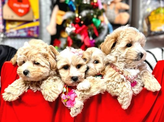 Orji̇nal Malti̇poo Bebekleri̇mi̇z Gelmi̇şti̇r görsel