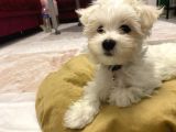 2,5 Aylık Maltese Terrier