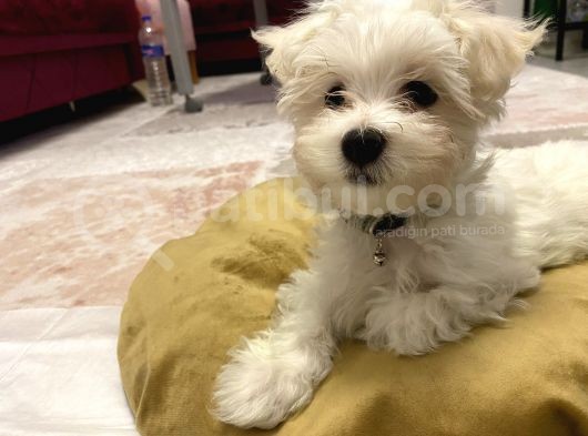 2,5 Aylık Maltese Terrier
