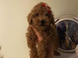 Çocuklarınıza Arkadaş Poodle Bebişlerimiz