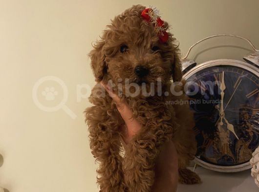 Çocuklarınıza Arkadaş Poodle Bebişlerimiz görsel