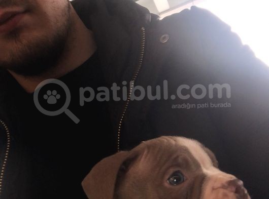 A Kalite Egzotik Pocket Bully Yavrular