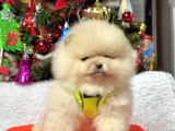 Ayıcık Surat Boo Pomeranian Yavrular
