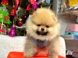 Süper Pomerani̇an Boo Bebeği̇mi̇z
