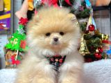 Teddy Face Boo Pomeranian Yavrular
