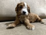 Bebek Cavapoo