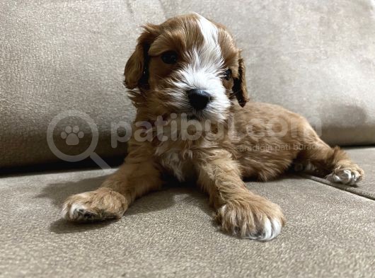 Bebek Cavapoo görsel