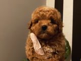 Çocuklarınıza Arkadaş Poodle Bebişlerimiz