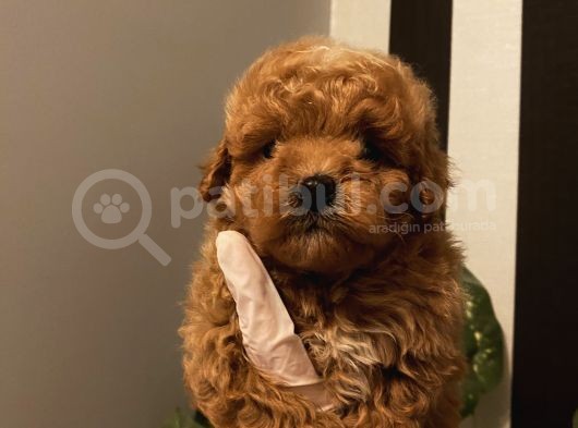 Çocuklarınıza Arkadaş Poodle Bebişlerimiz görsel