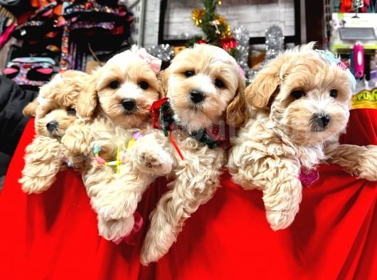 Orji̇nal Malti̇poo Bebekleri̇mi̇z Gelmi̇şti̇r