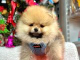 Süper Pomerani̇an Boo Bebeği̇mi̇z
