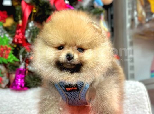 Süper Pomerani̇an Boo Bebeği̇mi̇z görsel