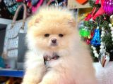 Teddy Face Boo Pomeranian Yavrular