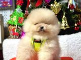 Ayıcık Surat Boo Pomeranian Yavrular