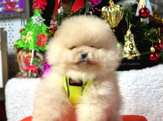 Ayıcık Surat Boo Pomeranian Yavrular görsel