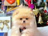 Süper Kali̇tede Pomerani̇an Boo Bebekleri̇mi̇z