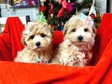 Orji̇nal Malti̇poo Bebekleri̇mi̇z Gelmi̇şti̇r