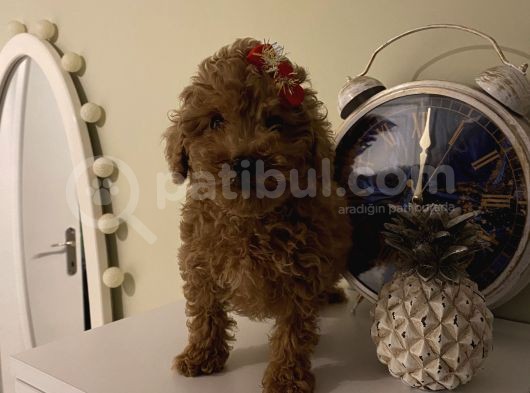 Sağlık Ve Ömür Boyu Irk Garantili Bebekler görsel