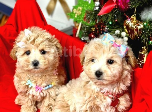 Orji̇nal Malti̇poo Bebekleri̇mi̇z Gelmi̇şti̇r görsel