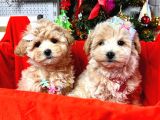 Dizayn Irk Sevimli Maltipoo Yavrular